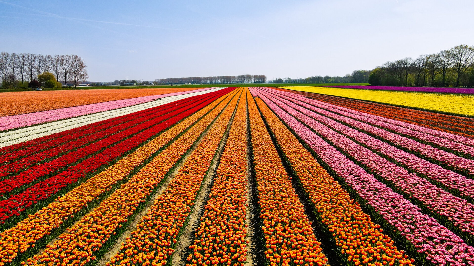 Tulpenroute vanaf Outdoor Harderwijk