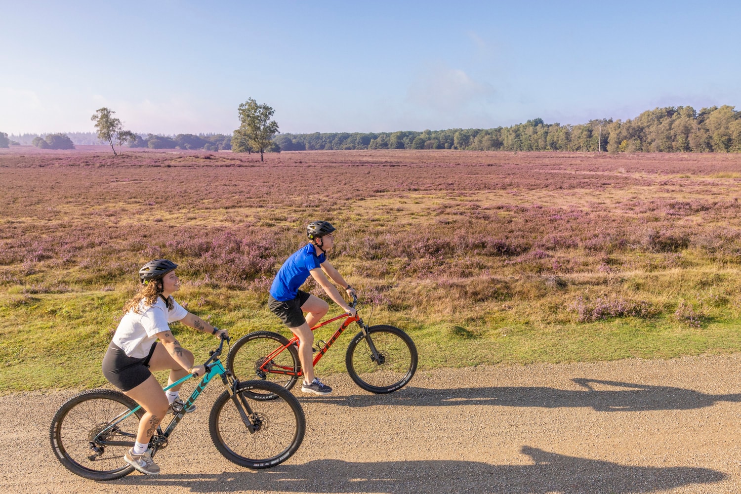 The Ermelosche Heide on MTB-route Ermelo